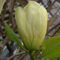 Magnolia Elizabeth - żółty rarytas c5 30-60 cm