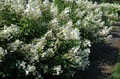 Hortensja bukietowa (Hydrangea) Mega Pearl c2 25-40cm 2