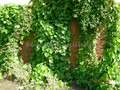 Miesięcznik dahurski (Menispermum davuricum) c2 80-100cm 4