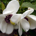 Magnolia Siebolda (Magnolia sieboldii) pachnąca c4 70-100cm