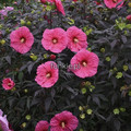 Hibiskus bylinowy (Hibiscus) Evening Rose sadzonka 3