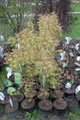 Tawlina jarzębolistna (Sorbaria sorbifolia) Sem c2 60-80cm 7