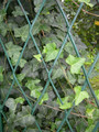 Bluszcz irlandzki (Hedera hibernica)30-40 cm sadzonka 2