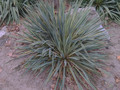 Juka (Yucca filamentosa) Bright  Edge sadzonka 1