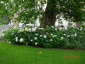 Hortensja drzewiasta (Hydrangea arbor.) Annabelle c3 3