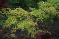 Klon Shirasawy (Acer shirasawum) Autumn Moon c3 90-100 cm 3