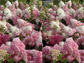 Hortensja bukietowa na pniu (Hydrangea) Vanille Fraise c7,5 120-170cm 4