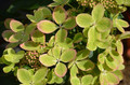 Hortensja bukietowa (Hydrangea) Pastelgreen c1 30-45cm 7