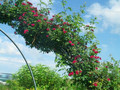 Róża pnąca Chevy Chase czerwona c2 130-150cm 3