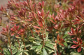 Pieris japoński (Pieris japonica) Little Heath c2 30-45cm 3