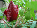 Hibiskus bylinowy (Hibiscus moscheutos) Fireball sadzonka 4