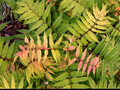 Tawlina jarzębolistna (Sorbaria sorbifolia) Sem c2 60-80cm 2