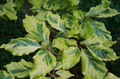 Buk pospolity (Fagus sylvatica) Albovariegata c3 90-110cm 2