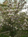 Magnolia pośrednia (Magnolia soulangeana) Alexandrina c3 90-110cm 5