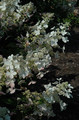 Hortensja bukietowa (Hydrangea) Mega Pearl c2 25-40cm 1