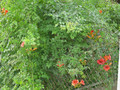 Milin amerykański (Campsis) Flamenco - roślina pnąca 80-100cm 4