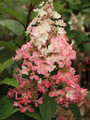 Hortensja bukietowa (Hydrangea) Pinky Winky c3 20-40cm 7