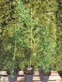 Prusznik (Ceanothus impressus) Victoria c3 70-100 cm 8