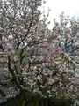 Magnolia pośrednia (Magnolia soulangeana) Alexandrina c3 90-110cm 4