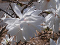Magnolia x loebneri Wildcat c5 50-70cm 2