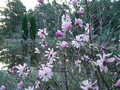 Magnolia gwiaździsta Rosea c5 120-160cm 3