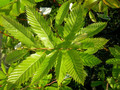 Kasztan jadalny (Castanea sativa) c2 30-50cm  5