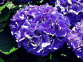 Hortensja ogrodowa (Hydrangea) Nikko Blue c3 20-40cm 7