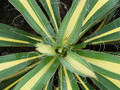 Juka (Yucca filamentosa) Colour Guard sadzonka 4