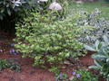 Trzmielina oskrzydlona (Euonymus alatus) Compactus c3 25-40cm 7