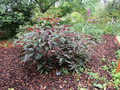 Hortensja kosmata - omszona (Hydrangea aspera) Hot Chocolate c3 50-70cm 2