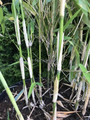 Bambus krzewiasty, paraslowaty (Fargesia murielae) Ivory Ibis c7,5 90-120cm 3