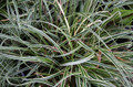 Turzyca stożkowata (Carex conica) Snowline sadzonka 2