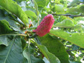 Magnolia parasolowata (Magnolia tripetala) sadzonka 4