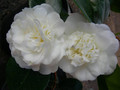 Kamelia japońska (Camellia japonica) Nobilissima sadzonka 1