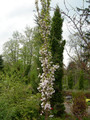 wiśnia piłkowana - Prunus serrulata  Amanogawa 60-70 cm 7