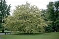 Buk pospolity (Fagus sylvatica) Albovariegata c3 90-110cm 4