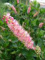 Orszelina olcholistna (Clethra alnifolia) Pink Spire sadzonka 1