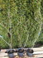 Szeferdia srebrzysta (Shepherdia argentea) c2 80-100cm 7