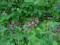 Akebia pięciolistkowa (Akebia quinata) c2 80-100cm 5