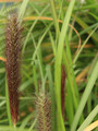 Trawa rozplenica japońska piórkówka (Pennisetum) Moudry sadzonka 8