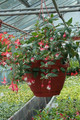 Fuksja Snowcap czerwono-biała 20-35cm sadzonka 6