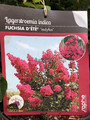 Lagerostroemia indyjska (Lagerostroemia indica) Fuchsia d'Ete c2 20-30cm 2