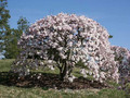Magnolia gwiaździsta biała (Magnolia stellata) c2 80-100cm 2