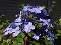 Hortensja ogrodowa (Hydrangea) Twist and Shout - Endless Summer sadzonka 4