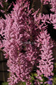 tamaryszek pięciopręcikowy (Tamarix pentandra, Tamarix ramosissima) Pink Cascade c3 60-80cm 4