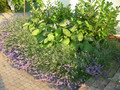 Lawenda pośrednia (Lavendula intermedia) Grosso najbardziej aromatyczna sadzonka 8
