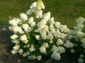 Hortensja bukietowa (Hydrangea) Diamantino c3 40-60cm 2
