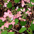 Kalina japońska (Viburnum plicatum) Molly Schroeder c5 35-50cm 