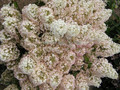 Hortensja bukietowa (Hydrangea) Bobo c2 40-60cm 2