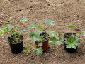 Bodziszek mieszańcowy (Geranium hybridum) Rozanne sadzonka 9
